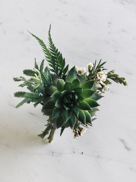 Succulent Boutonniere - Blushes & Blooms