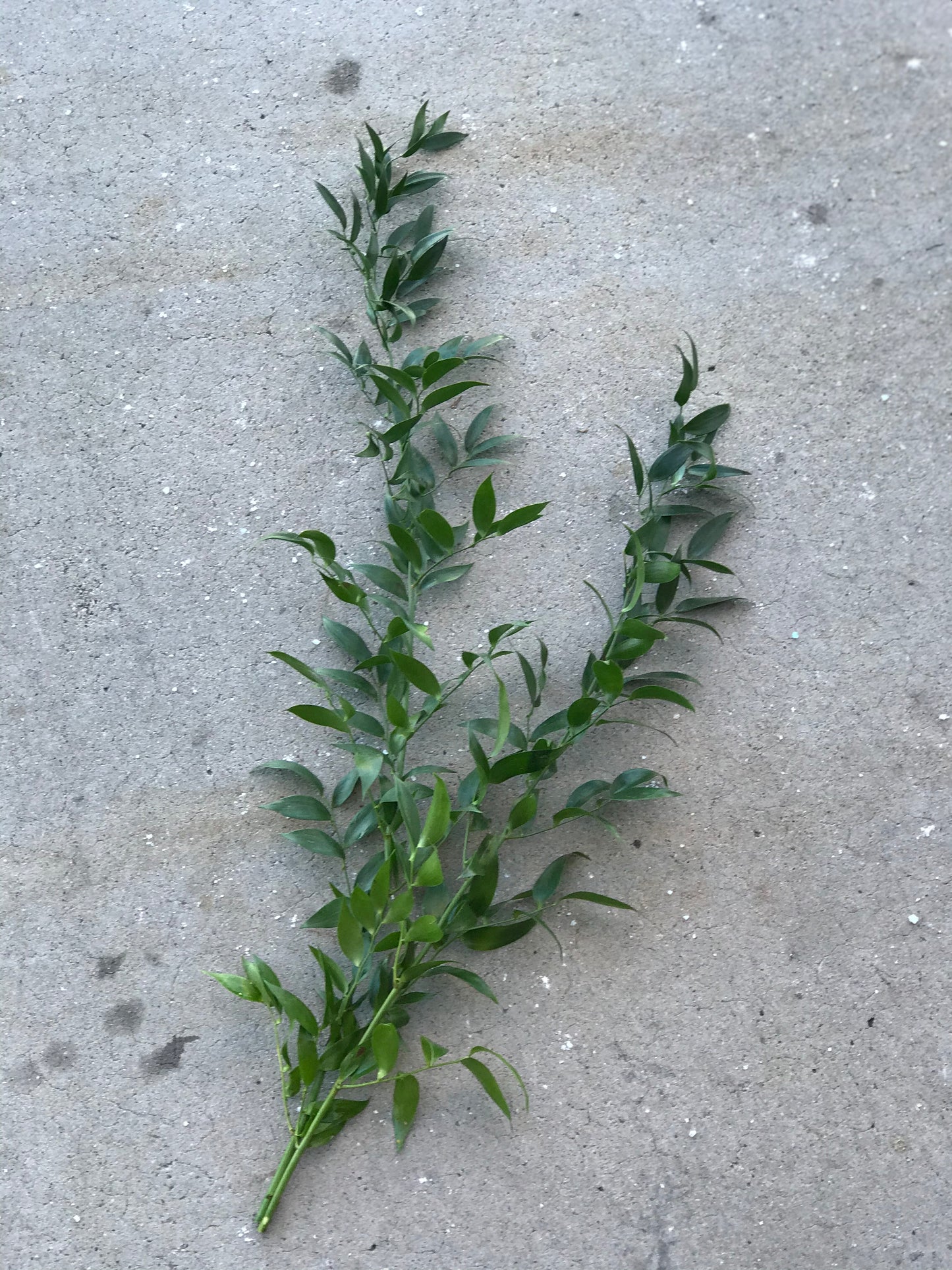 Italian Ruscus - Blushes & Blooms