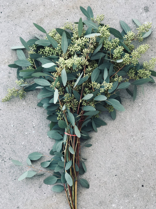 SEEDED EUCALYPTUS