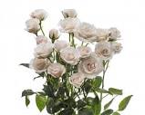 WRAPPED VALENTINE'S DAY BUNDLE 12 STEMS MIXED ROSES & GREENS - Blushes & Blooms