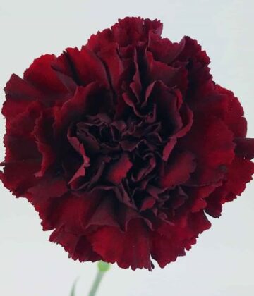 Business Bundle - Valentine Single Stems - Blushes & Blooms