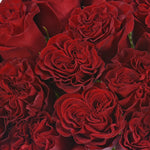 VALENTINE'S DAY SINGLE STEM ROSE - Blushes & Blooms