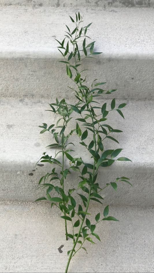 Italian Ruscus - Blushes & Blooms