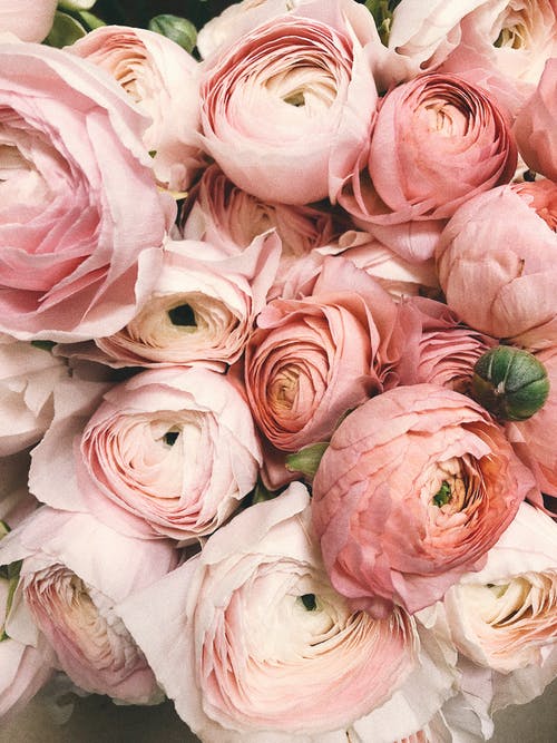 Ranunculus - Blushes & Blooms