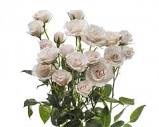 ROSELAND VASE WITH FLORAL - Blushes & Blooms